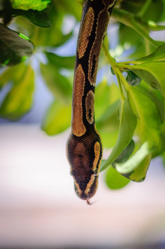 Python on a branch