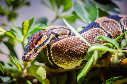 Python on a branch