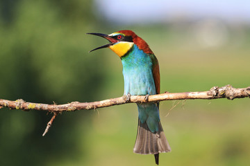 beautiful singing bird sitting on a branch