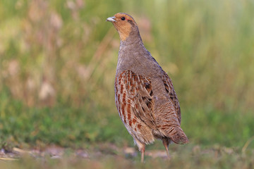 gray partridge is a full-length