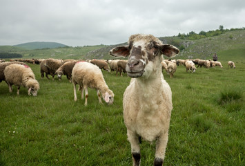 Hairy sheep on a green meadow