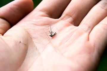 Close up common house mosquito dead in hand