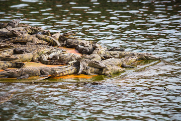 water bodies on the Crocodile Farm in Dalat.