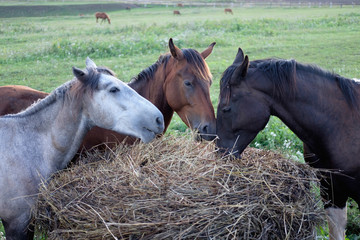 Три лошади черной , гнедой и серой масти кушают сено из стога 