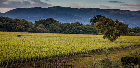 Fototapeta na wymiar Bolgheri, Tuscany, Italy, Grapes growing in vineyard