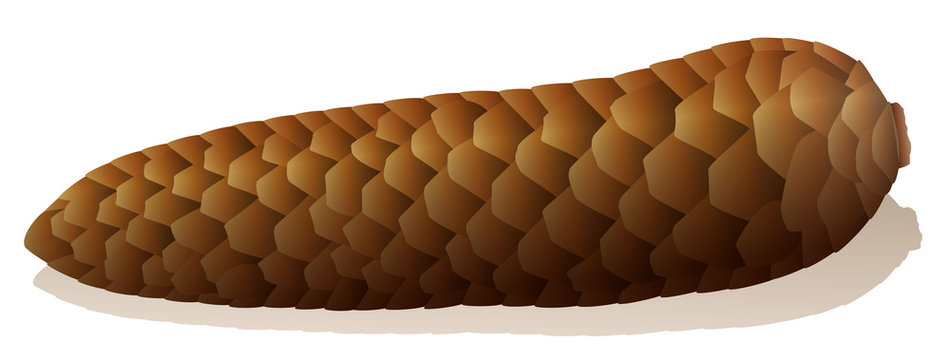 Constipation - symbolically depicted with a brown spruce cone.