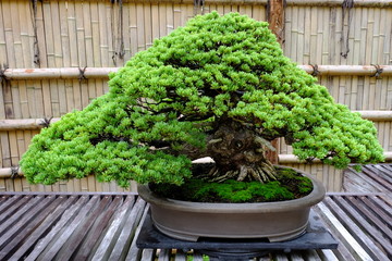 Bonsai of pine