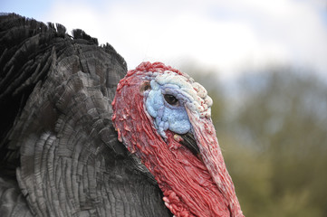 Close up of a domestic turkey (meleagris gallopavo)