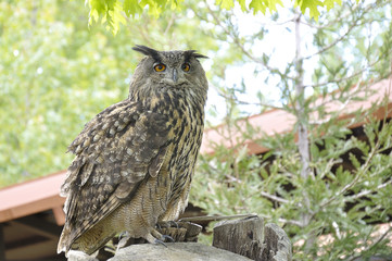 Real owl (bubo bubo) in captivity perched on a tree trunk