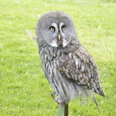 Great gray owl (Strix nebulosa) perched on an artificial innkeeper