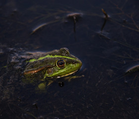 Frog. Green river dweller . Eyes. Toad in water