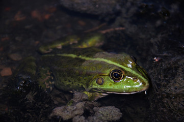 Frog. Green river dweller . Eyes. Toad in water