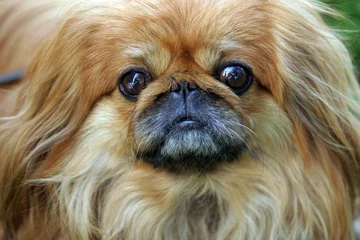 pekinese dog