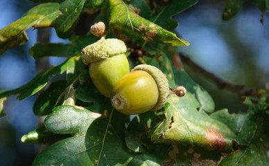 Green Tree. Oak. Acorn on the branches .
