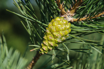 Pine. Forest. Buds on the branches . Green needles