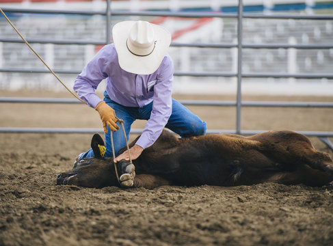 Cowboy tying cattle in rodeo