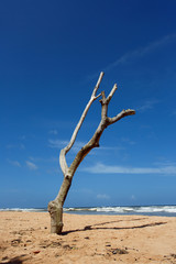 Dead tree on the beach of Balapitiya. Untouched tropical beach.