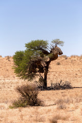 African masked weaver nest on kgalagadi