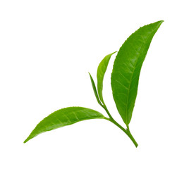 Green tea leaf isolated on white