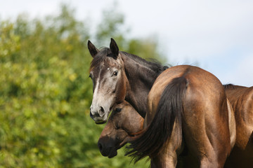 Obraz premium Dzikie źrebaki