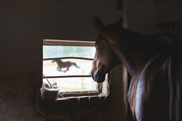 Lonely horse in a stall