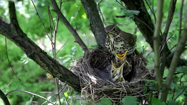 Life nest with chicks in the wild.
