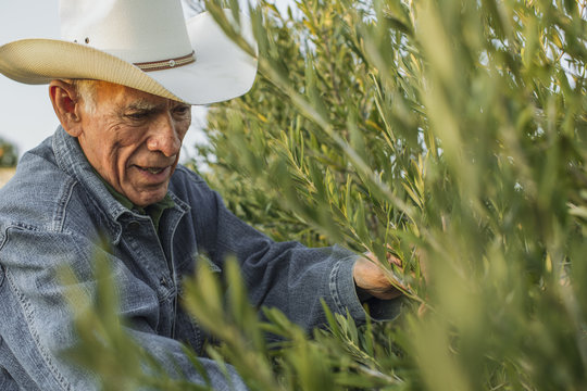 Senior farmer working in olive grove