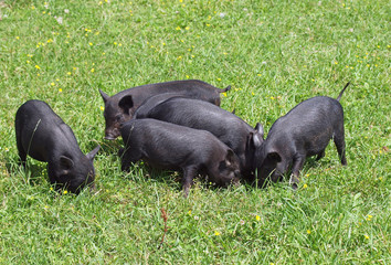 Group of black mini pig of the Vietnamese breed in grass 
