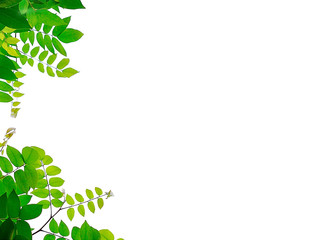 Obraz premium leaves close up on background