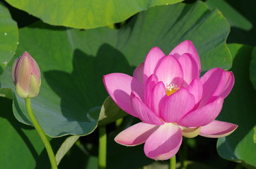 二千年ハスの花とつぼみ