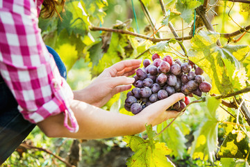 Female farmer holding a large branch of purple grapes. Close-up of hands.