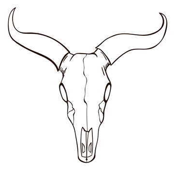 Bull skull sketch