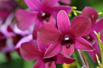 Beautiful purple orchid, phalaenopsis.