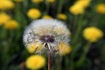 dandelion flowers