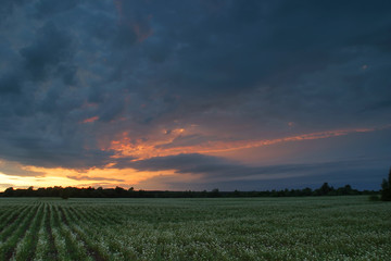 summer sunset