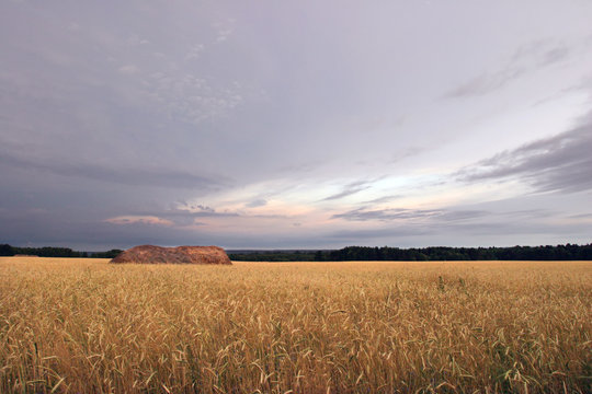 Russian field
