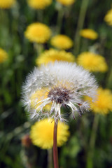 dandelion flowers