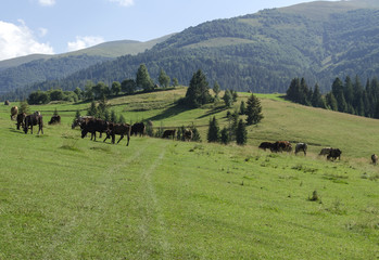 herd of cows grazing on a beautiful meadow of the Ukrainian Carpathians

