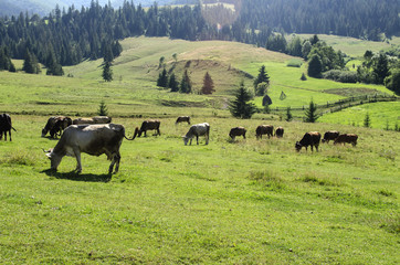 herd of cows grazing on a beautiful meadow of the Ukrainian Carpathians

