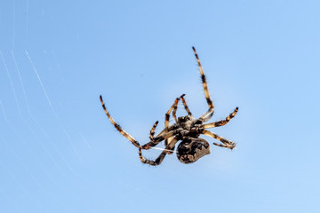 Cross spider (Araneus diadematus) - garden spider on the spiderw