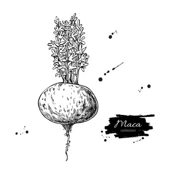 Maca plant vector superfood drawing. Isolated hand drawn  illust