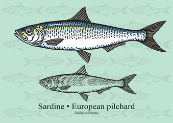 Fototapeta premium Sardine (European pilchard). Vector illustration for artwork in small sizes. Suitable for graphic and packaging design, educational examples, web, etc.