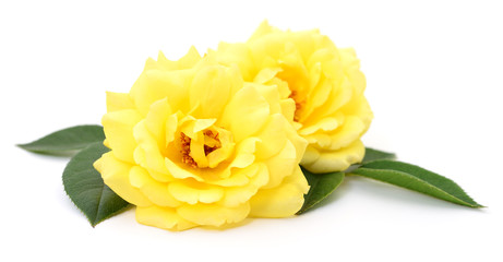 Beautiful yellow roses.