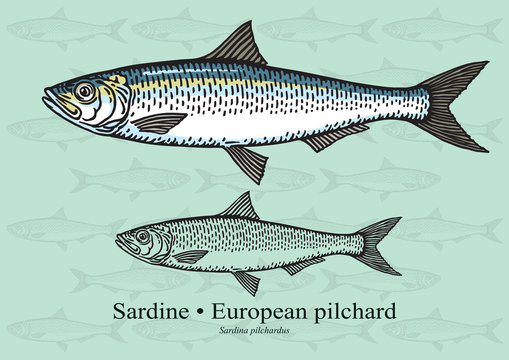 Sardine (European pilchard). Vector illustration for artwork in small sizes. Suitable for graphic and packaging design, educational examples, web, etc.