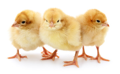 Obraz premium Three yellow chickens.