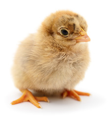 Small yellow chicken.