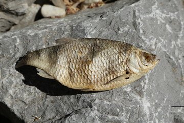 Fisch, toter Fisch, ausgetrocknet