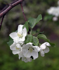 flower apple