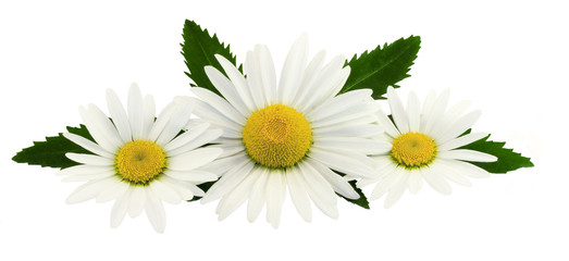 The composition of chamomile flowers on a white background.