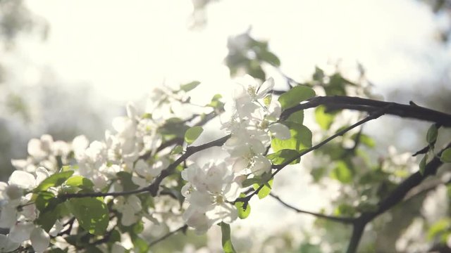 Beautiful Blooming Apple Tree